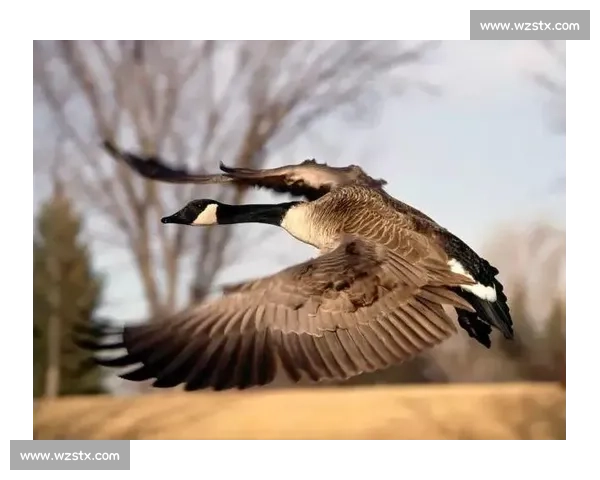 保罗：梦 8 的晨训灯光与梦 9 的松弛之谜